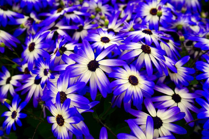 Osteospermum Flowers Flowerbed