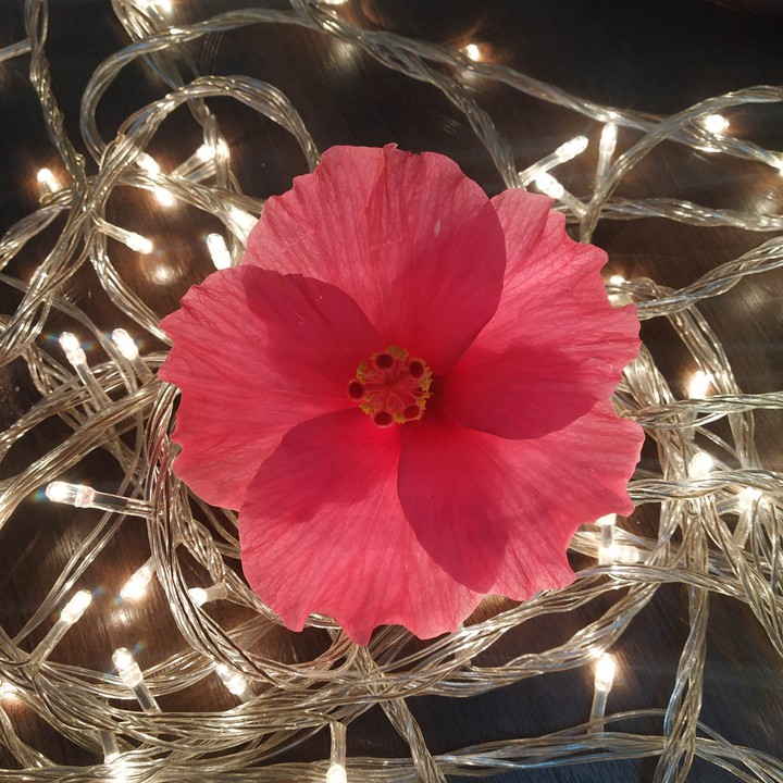 lighting flower