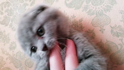 Котенок