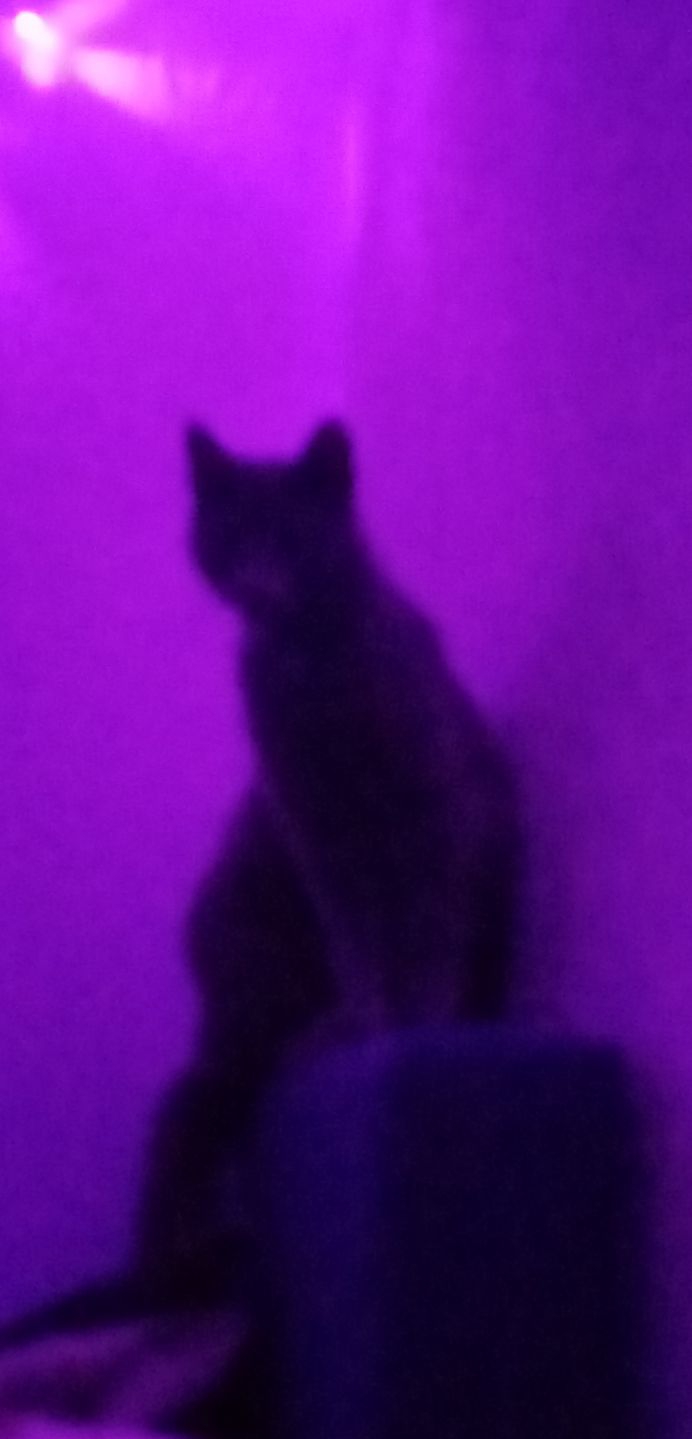 my cat <3