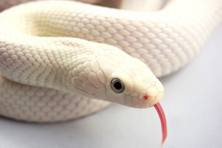 white snake