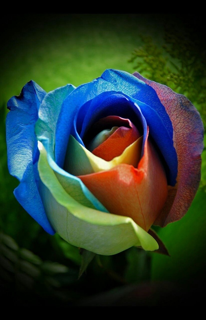 rosa