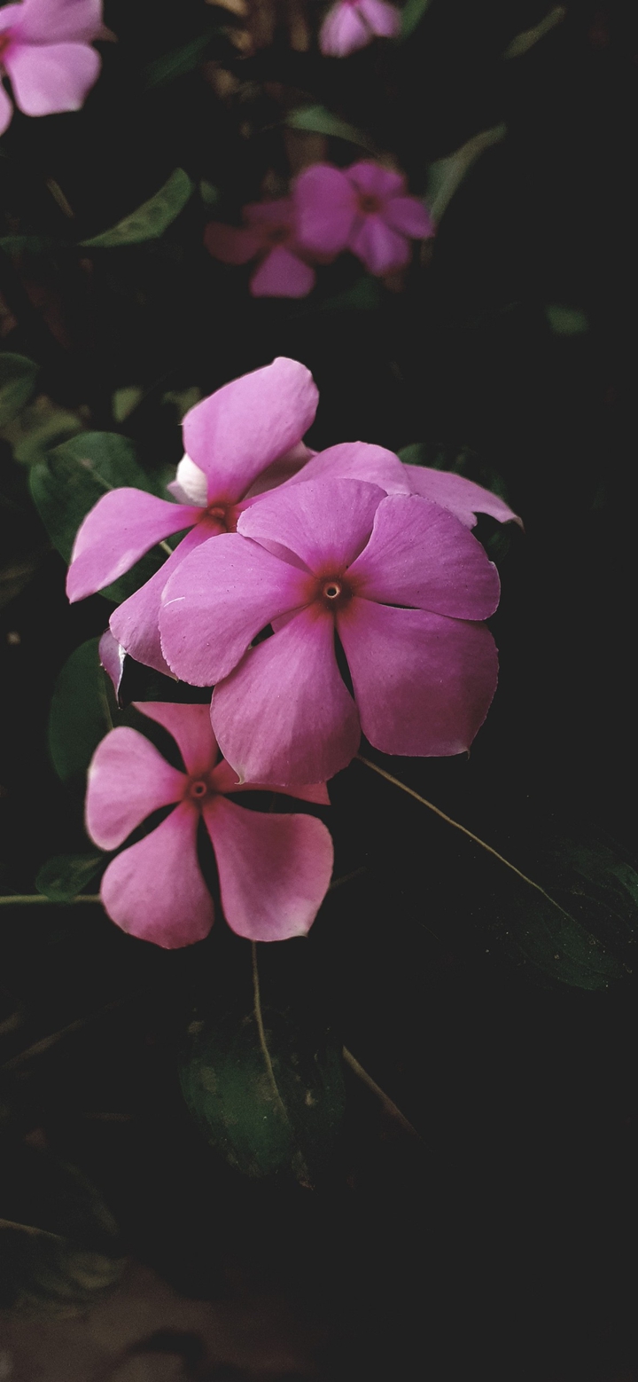 choose what makes ur heart bloom...!!!
