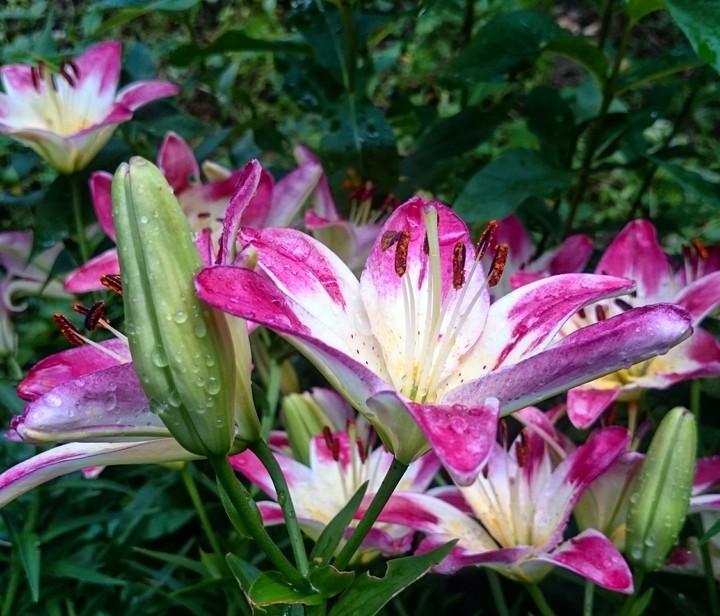 Flowers