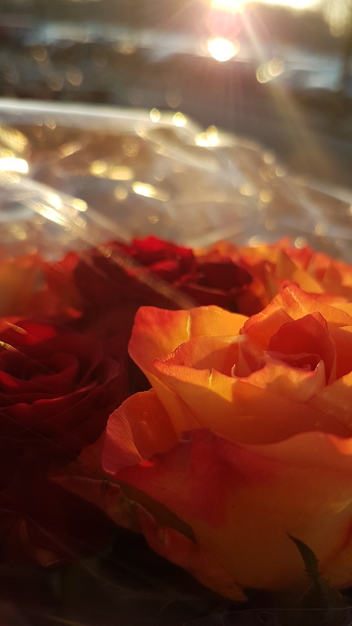 flowers