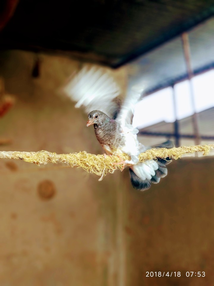 Birds