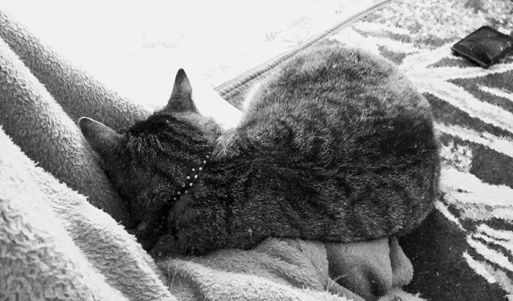 sleepy Kitty, soft kitty