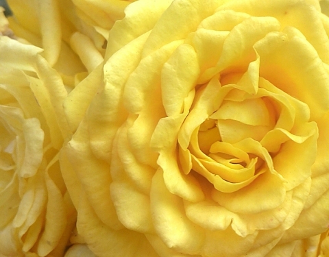 yellow rose