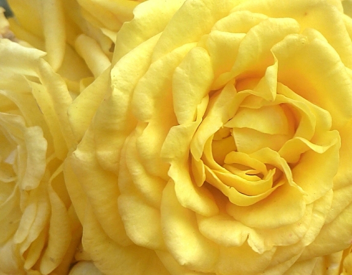 yellow rose