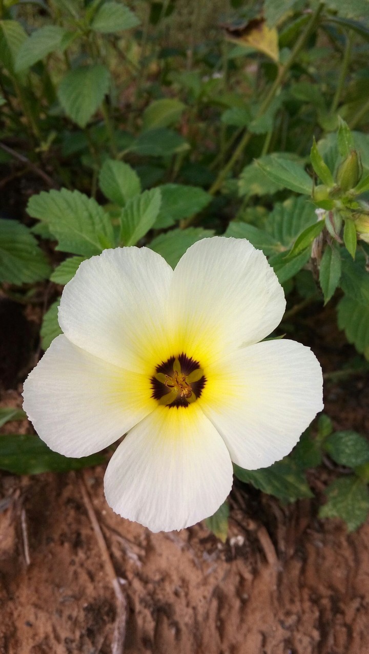 flor