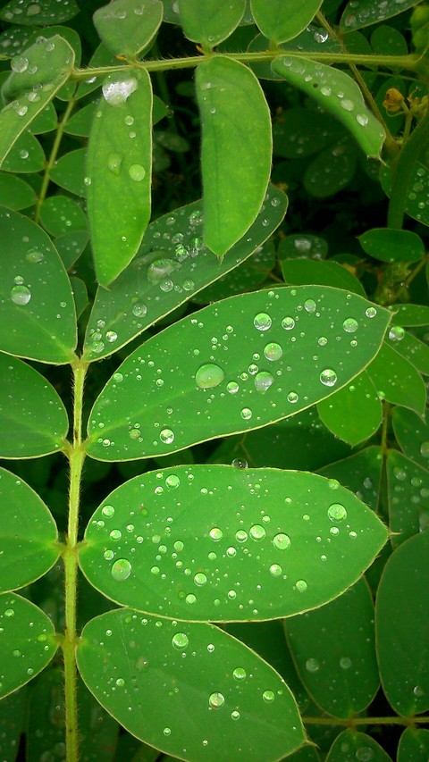 rain