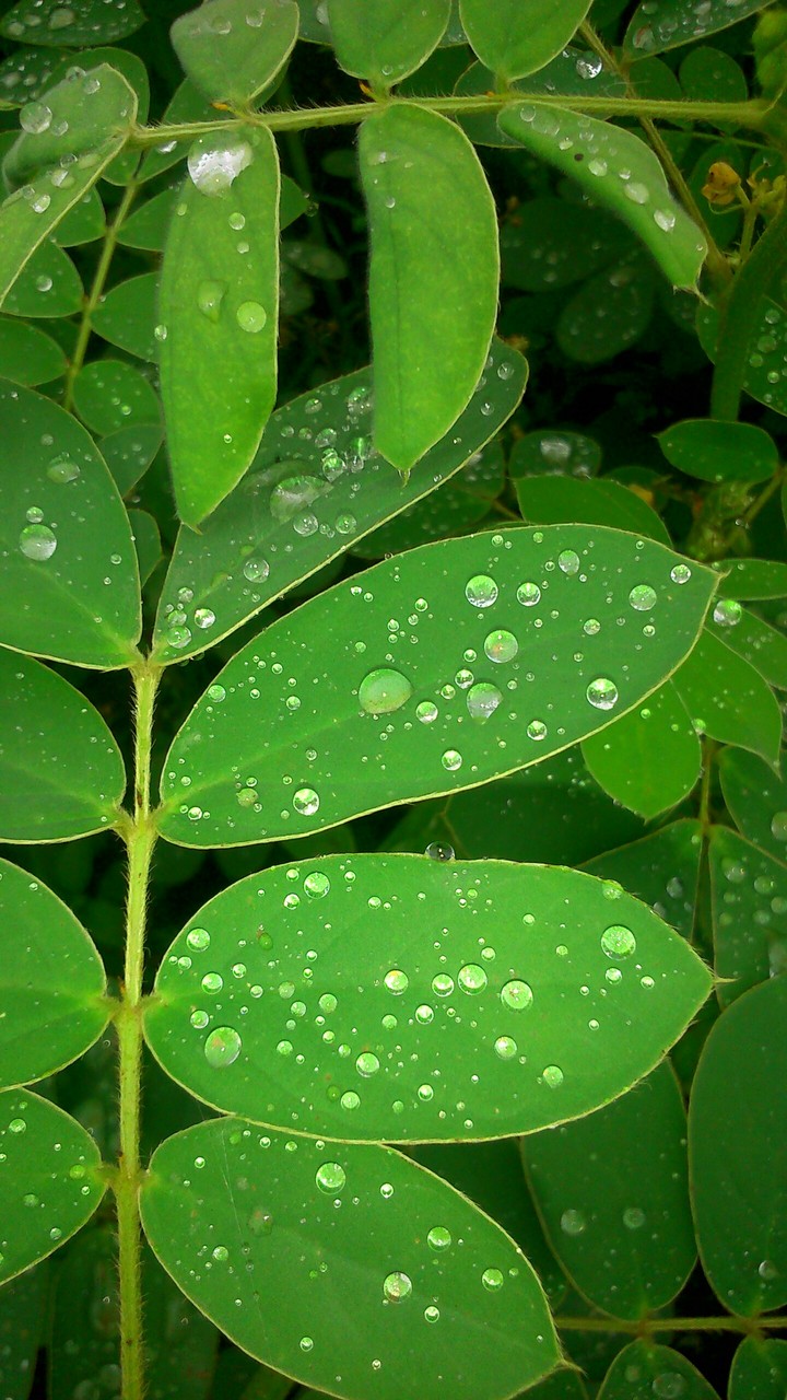rain