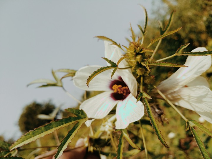 Flower