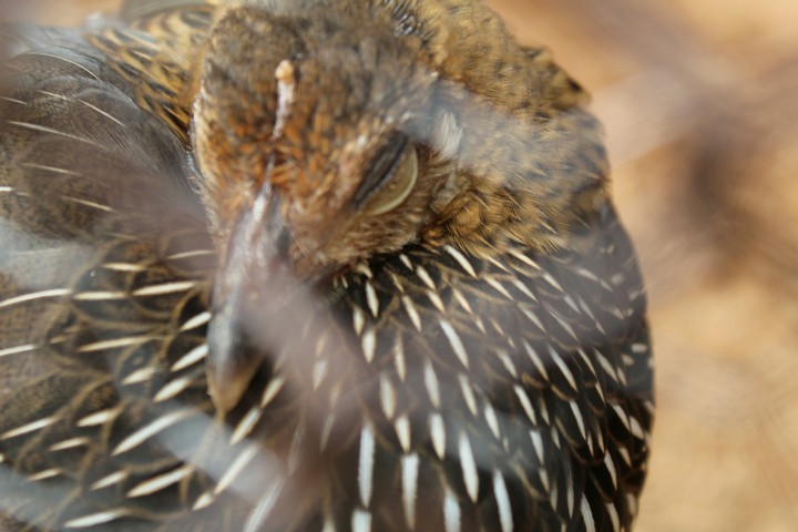 brown#bird