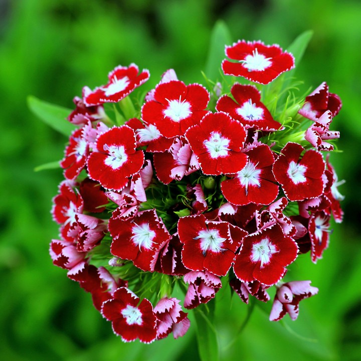 Beautiful carnations