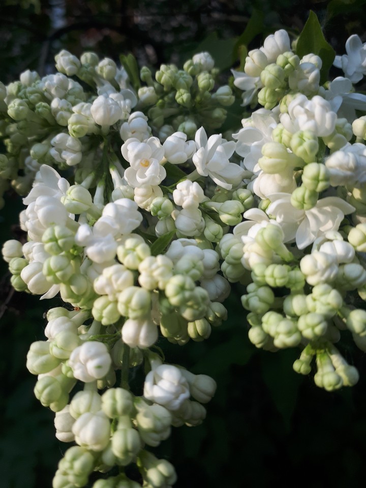 Lilacs
