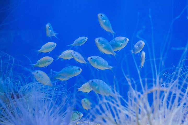 Fishes