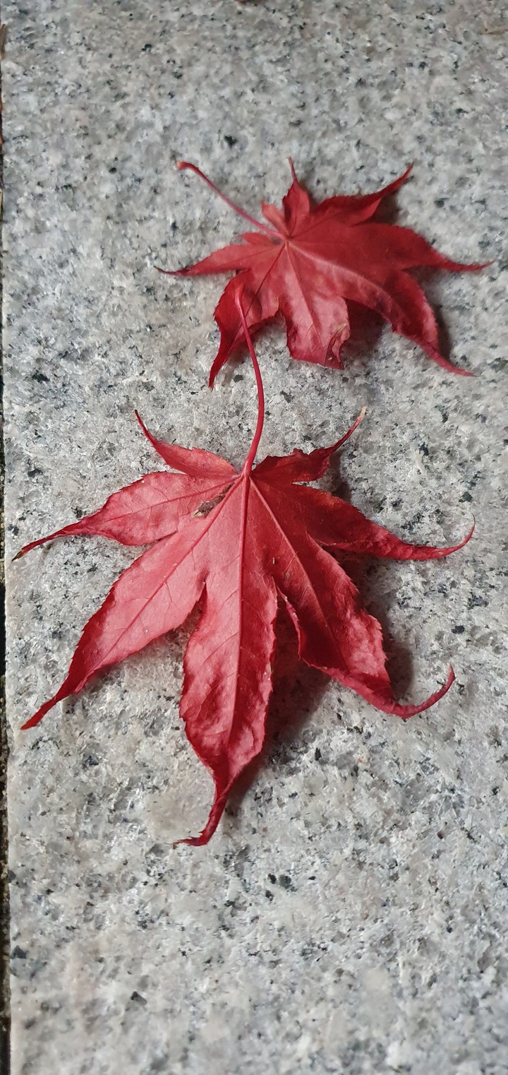 Autumn leaves