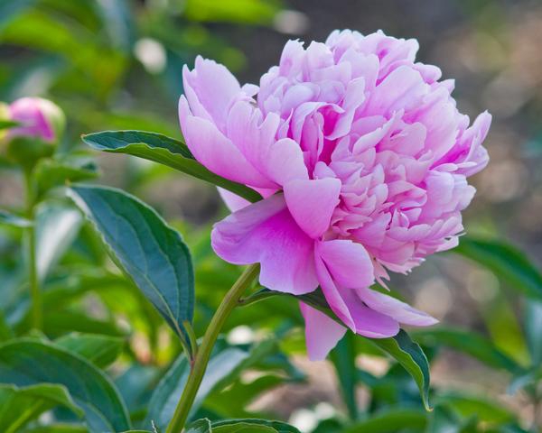 #peony