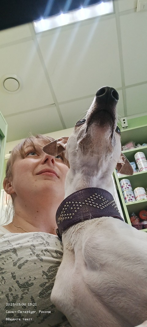 collar, dog Hintergrundbilder