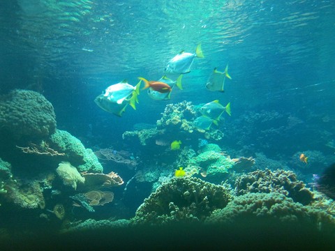Fish
