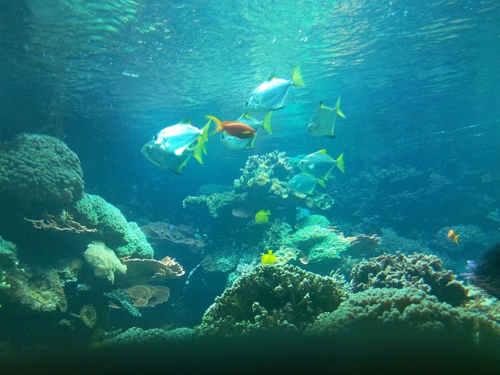 Fish