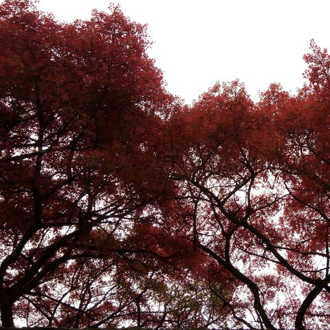 Red tree