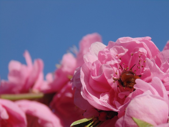 i love cherry-tree flower