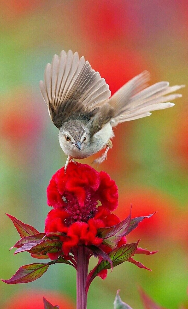 bird