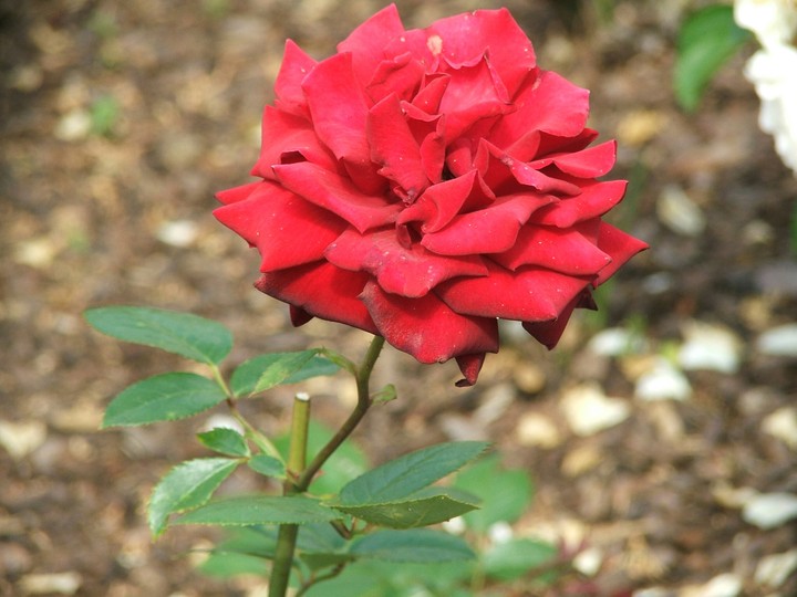 rose