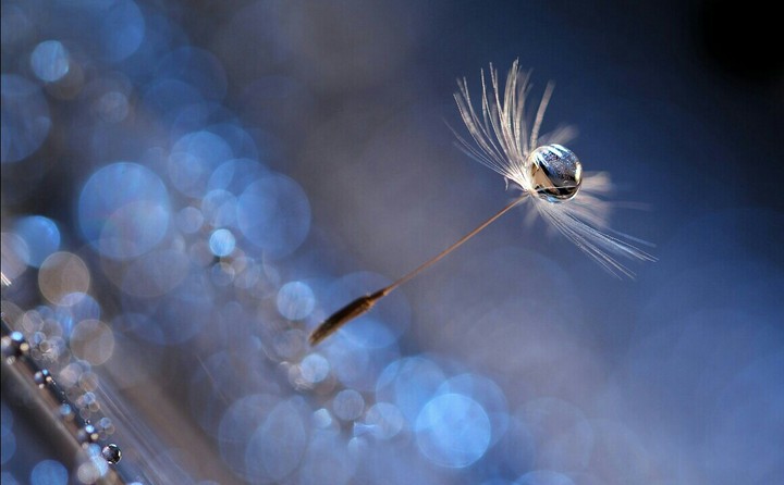 Flying of fantasy.