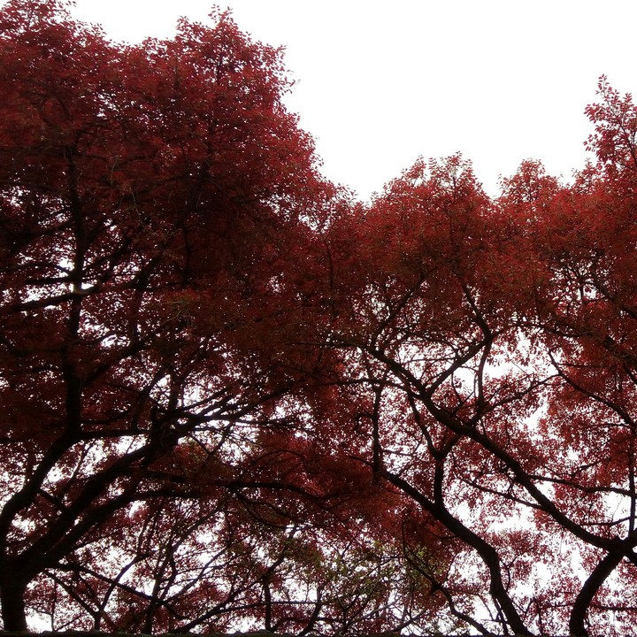 Red tree