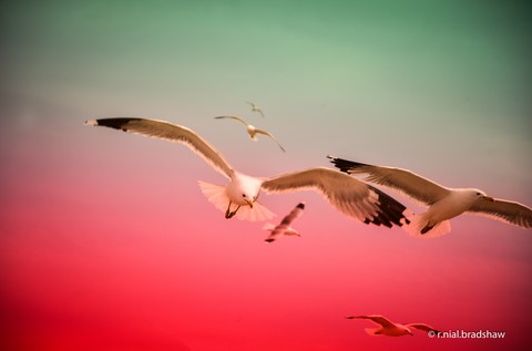 Flying Gulls