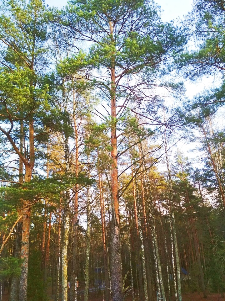 Forest