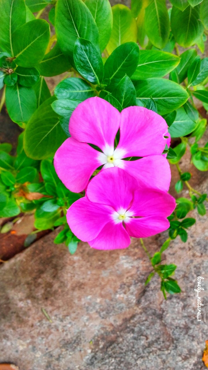Purple flowers