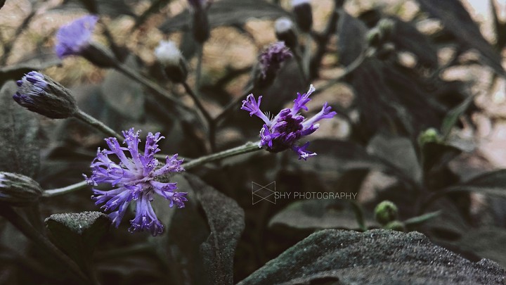 purple flowers