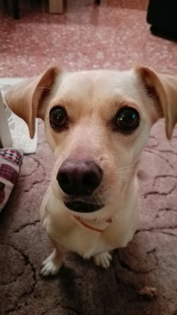 Perla- Un amor de perrita