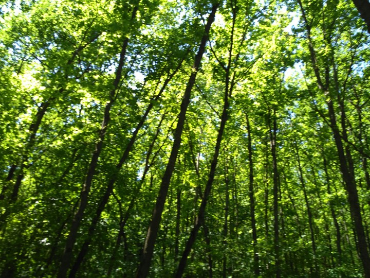 Russian Forest()Лес в России