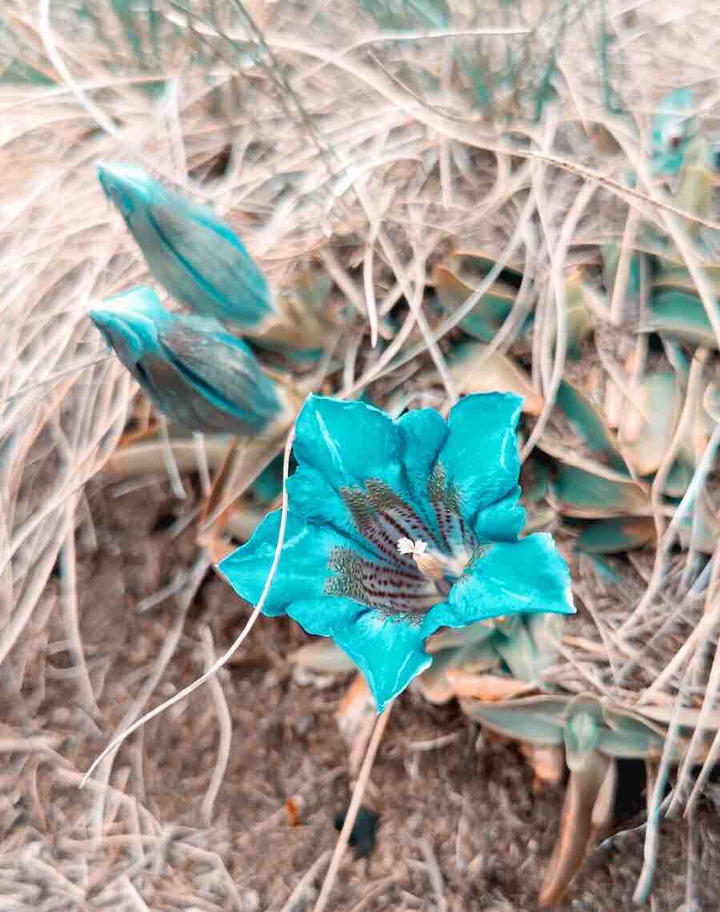 Strange Beautiful Flower