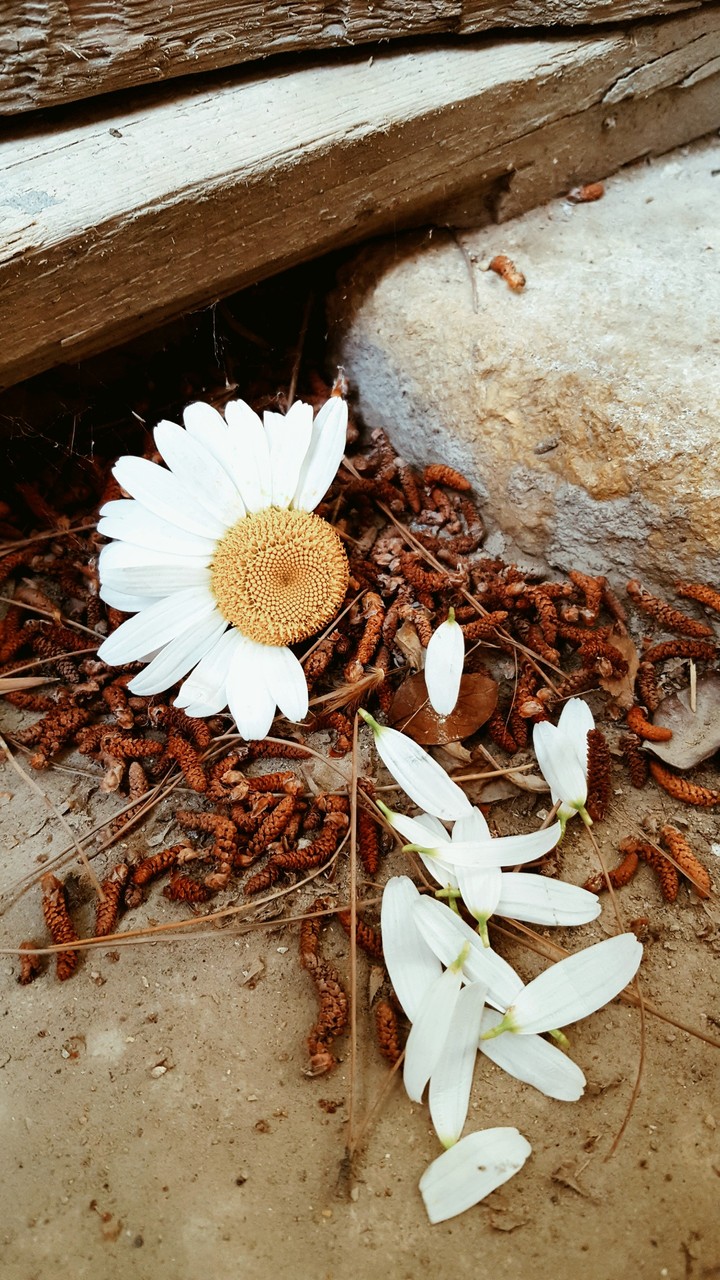 loves me... loves me not