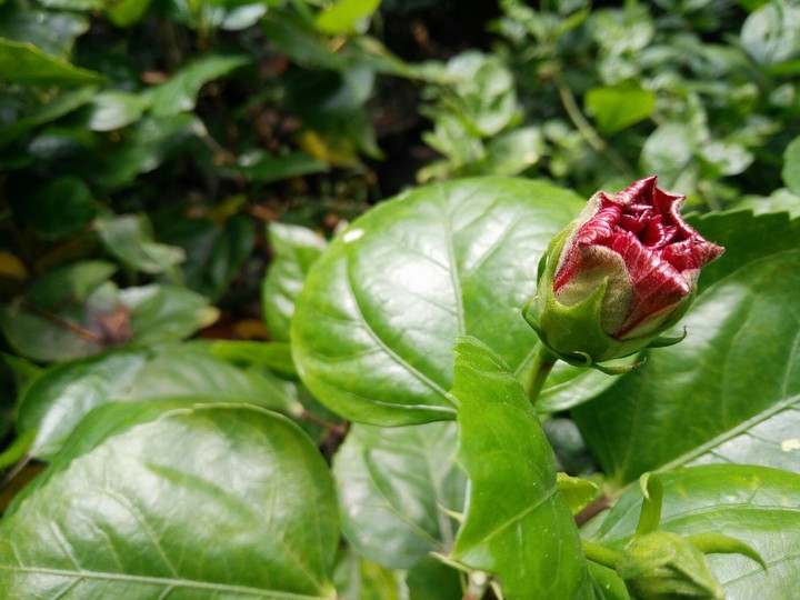 Baby flower
