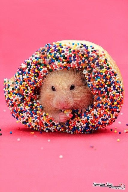 hamster in donut