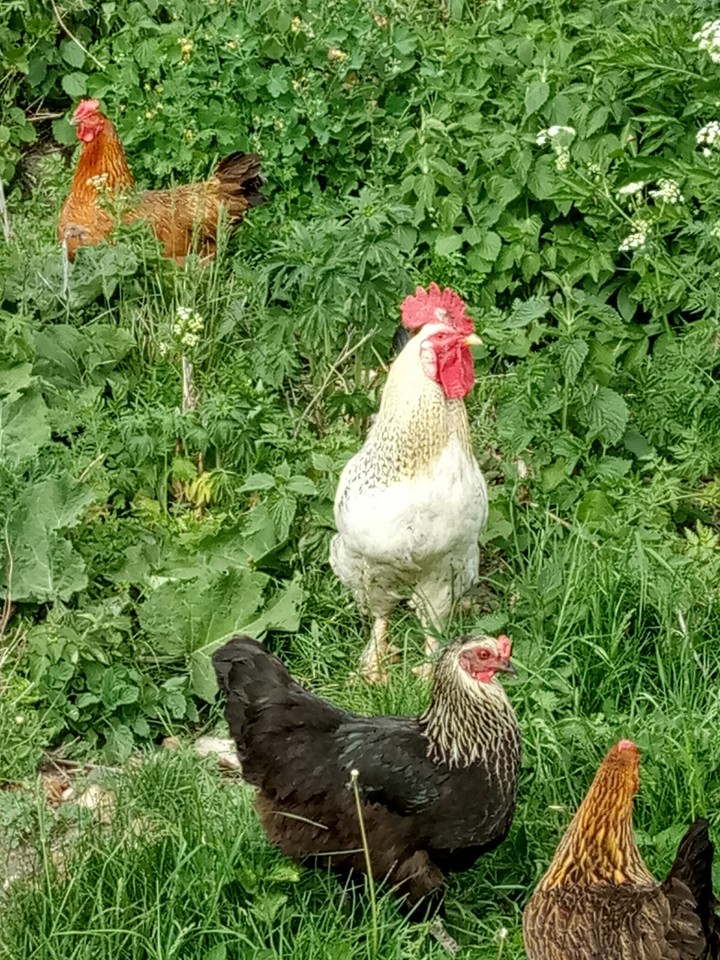rooster and chickens