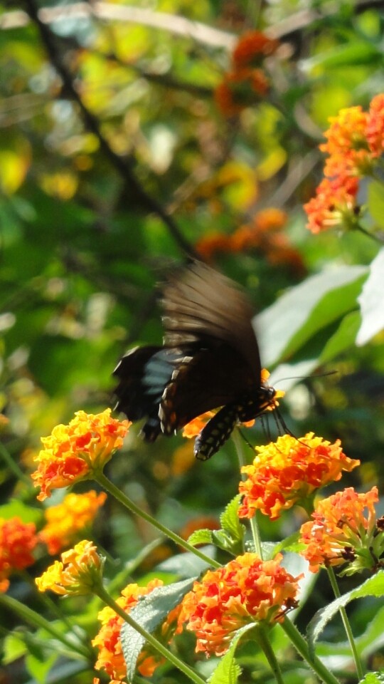Tropical butterfly