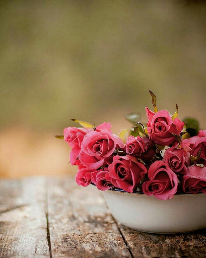 Roses ..