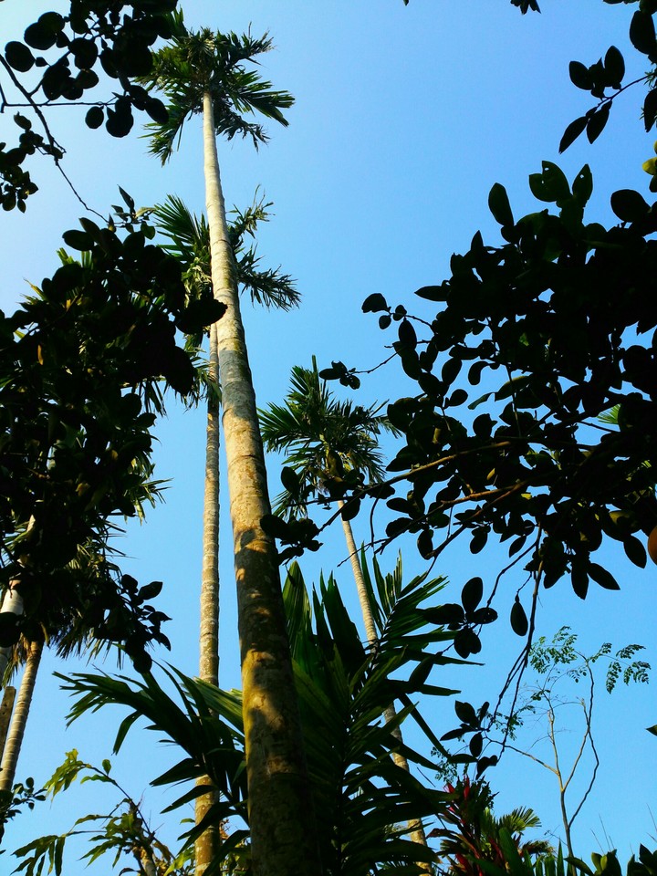 tree