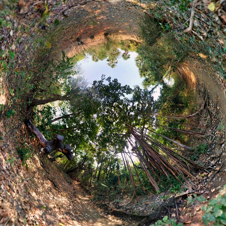 forest photosphere