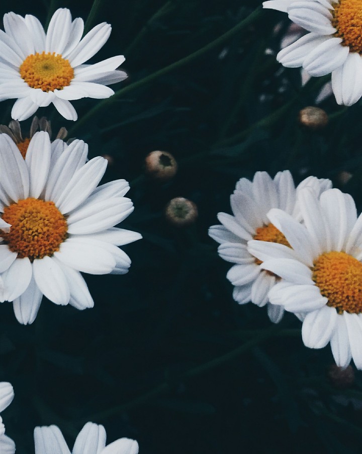 Daisies
