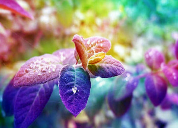 Purple Leaves
