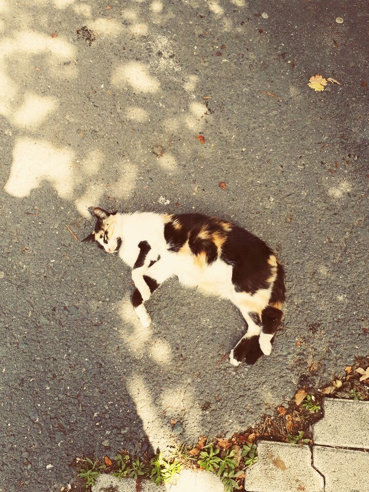 durmiendo